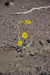 Geraea canescens