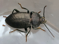 Adelium subdepressum