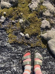 Dracophyllum muscoides