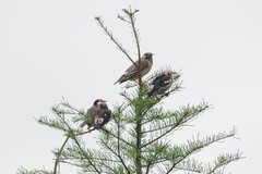 Agropsar philippensis