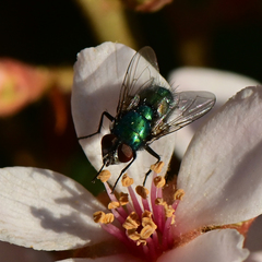 Lucilia sericata