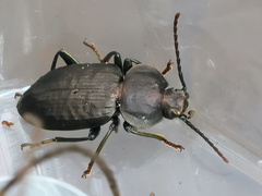 Adelium subdepressum