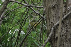 Phylloscopus valentini