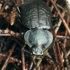 Adelium subdepressum