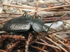 Adelium subdepressum