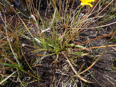 Phalacroseris bolanderi