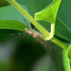 Tetragnatha versicolor