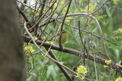 Phylloscopus ricketti