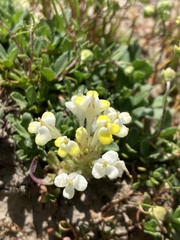 Castilleja campestris