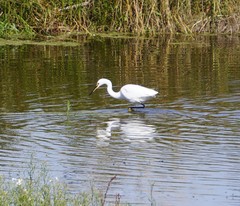 Egretta garzetta nigripes