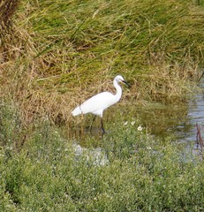 Egretta garzetta nigripes