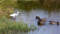 Egretta garzetta nigripes