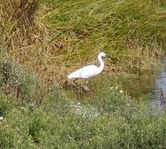 Egretta garzetta nigripes