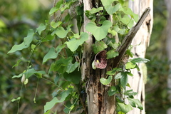 Aristolochia littoralis