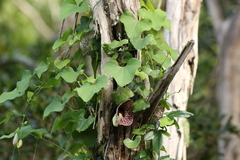 Aristolochia littoralis