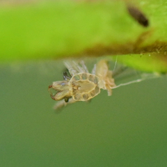 Tetragnatha versicolor