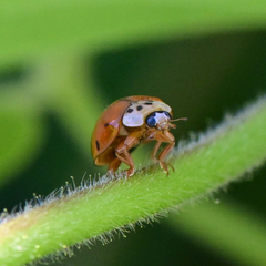 Harmonia axyridis