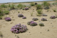 Oxytropis aciphylla