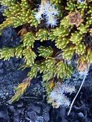 Dracophyllum muscoides