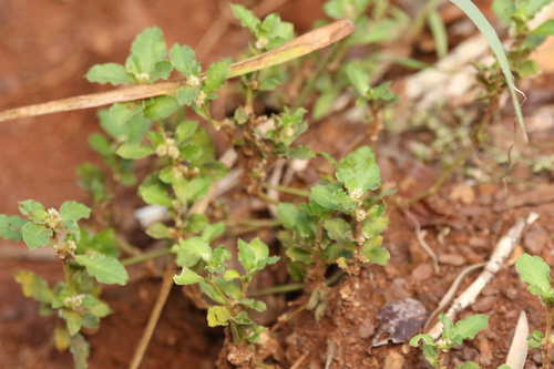 Image of Alternanthera nana by (c) Greg Tasney, some rights reserved (CC BY-SA)
