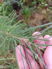 Hakea gibbosa