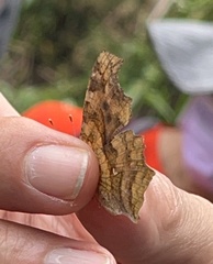Polygonia c-aureum lunulata
