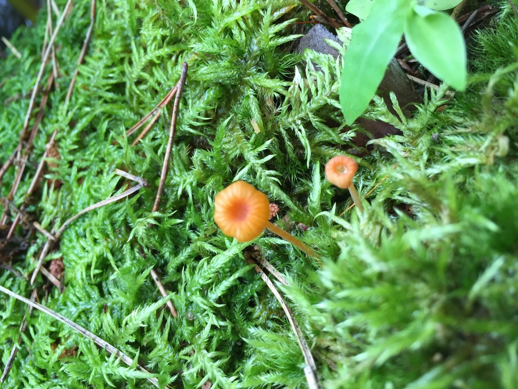 Rickenella fibula · July 2016 · photo: © atsushi_nakajima_cirque (iNaturalist, cc-by)