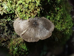 Entoloma purpureofuscum