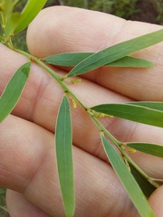 Acacia fimbriata