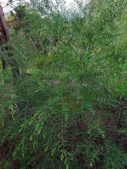 Acacia fimbriata