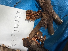 Xylobolus spectabilis