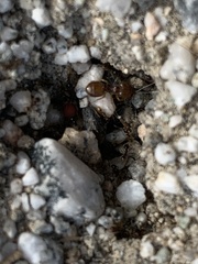 Pheidole barbata
