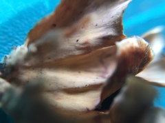 Xylobolus spectabilis