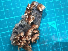 Xylobolus spectabilis