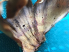 Xylobolus spectabilis