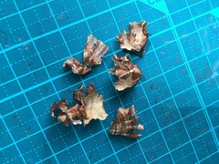 Xylobolus spectabilis