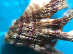 Xylobolus spectabilis