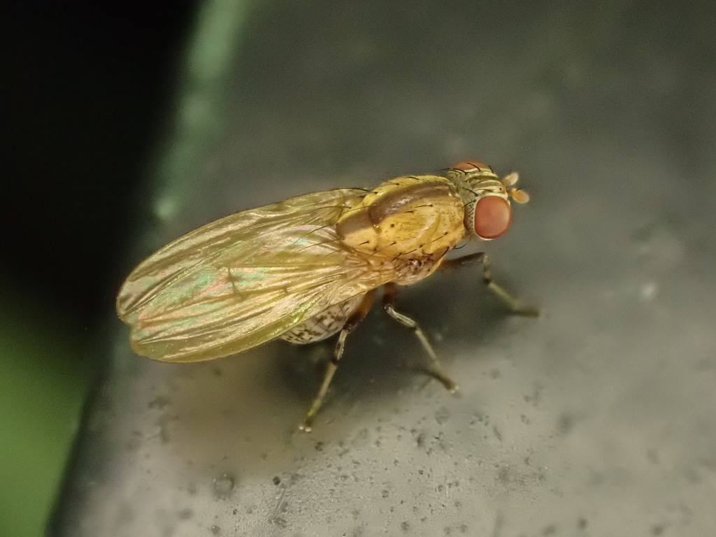 Brown-striped Litter Fly