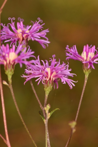 Vernonia blodgettii