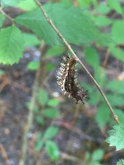 Nymphalini