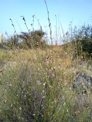 Tephrosia nubica
