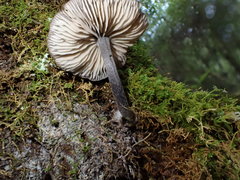 Entoloma purpureofuscum