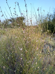 Tephrosia nubica