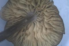 Entoloma purpureofuscum