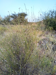 Tephrosia nubica