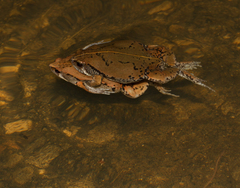 Hypopachus variolosus