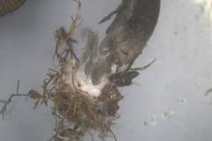 Entoloma purpureofuscum