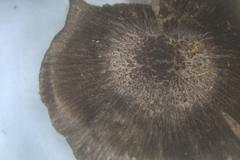 Entoloma purpureofuscum