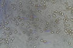 Entoloma purpureofuscum