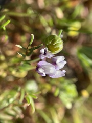 Astragalus tener